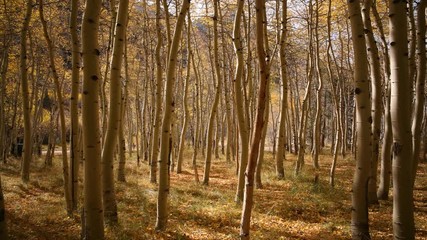 3 axis Motion Time Lapse of Yellow Aspen Forest Fall Foliage 