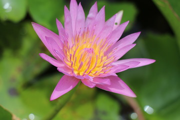 Fresh flowers in the black water, water lily in the pond