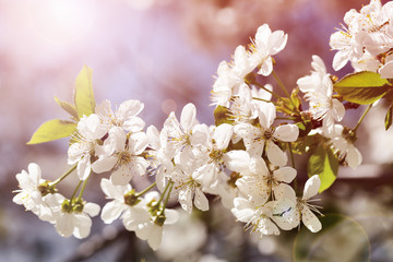 Obraz premium Vintage cherry blossom