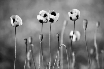 Poster de jardin Coquelicots Black and white poppy flowers