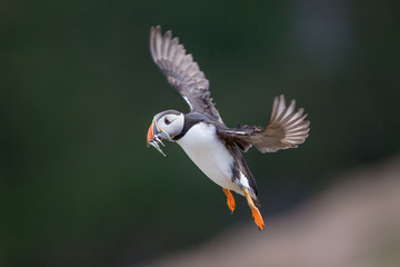 Skomer Puffin