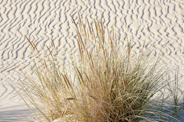 beautiful view of the coastal dunes