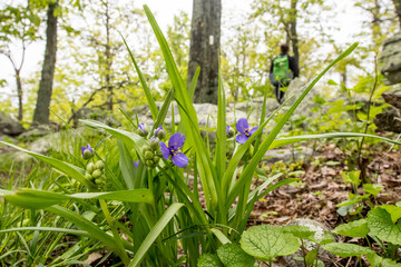 Obraz premium Spiderwort Flowers with Appalachian Trail and Hiker