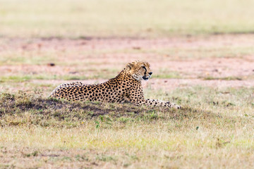 Cheetah lying in the grass