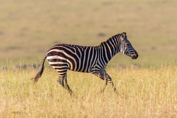 Fototapeta na wymiar Zebra running in the savanna