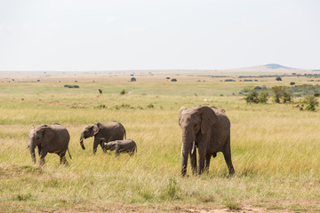 Fototapeta premium Elephants with a calf at the savannah