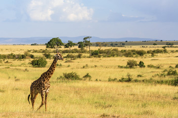 Giraffe walking on savannah in Masai Mara