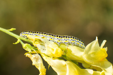black and yellow caterpillar resting on yellow flower