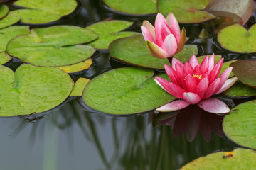 Beautiful magenta or pink waterlily or lotus flowers in pond