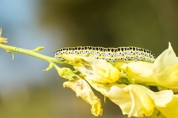 black and yellow caterpillar resting on yellow flower