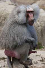 Hamadryas baboon (Papio hamadryas).