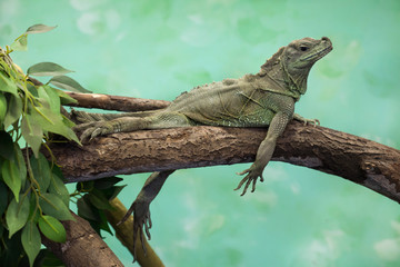 Fototapeta premium Weber's sailfin lizard (Hydrosaurus weberi).