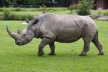 Foto op Plexiglas Southern white rhinoceros (Ceratotherium simum simum). © Vladimir Wrangel