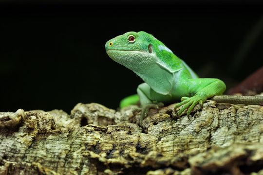 Fiji banded iguana (Brachylophus fasciatus).