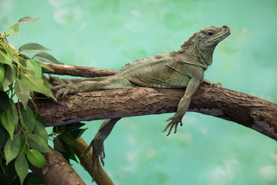 Weber's sailfin lizard (Hydrosaurus weberi).