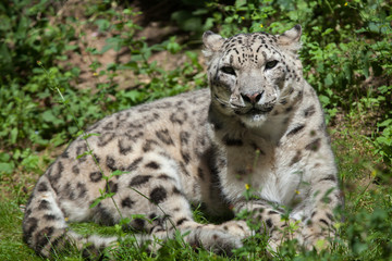 Fototapeta premium Snow leopard (Panthera uncia).