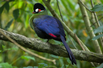 Hartlaub's turaco (Tauraco hartlaubi).