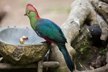 Fischer's turaco (Tauraco fischeri).