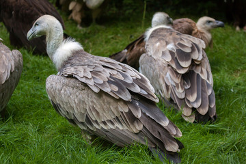 Griffon vulture (Gyps fulvus).