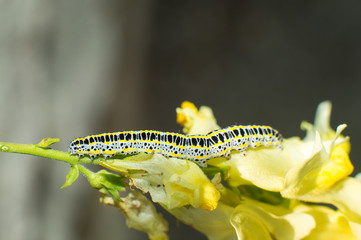 black and yellow caterpillar resting on yellow flower