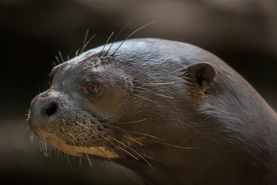 Giant otter (Pteronura brasiliensis).
