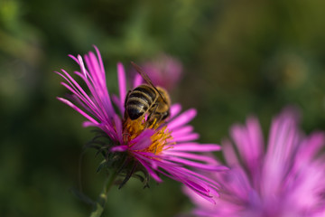 Bee in a lavender flower