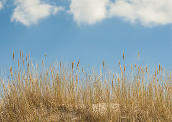 Obraz premium beautiful view of the coastal dunes