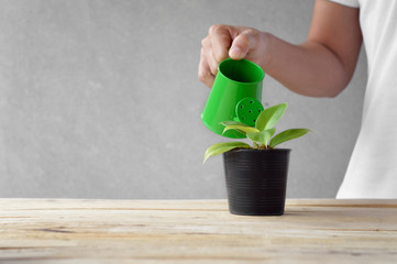 woman watering a plant