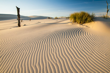 beautiful view of the coastal dunes