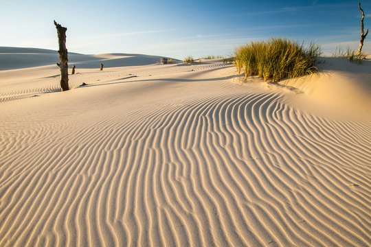 Fototapeta beautiful view of the coastal dunes