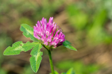 Violet flower on green background

