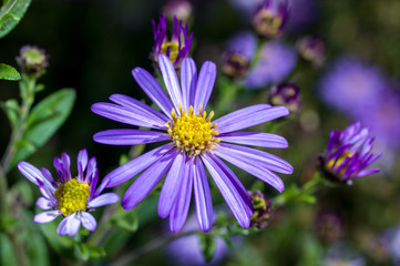 Aster flowers