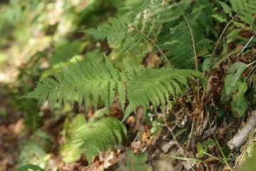 Green leaf