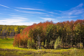 Forest with red leaves in autumn