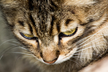 Close-up of my cat in the garden.