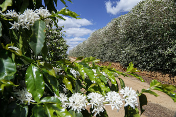 Farm flowered coffee plantation in Brazil
