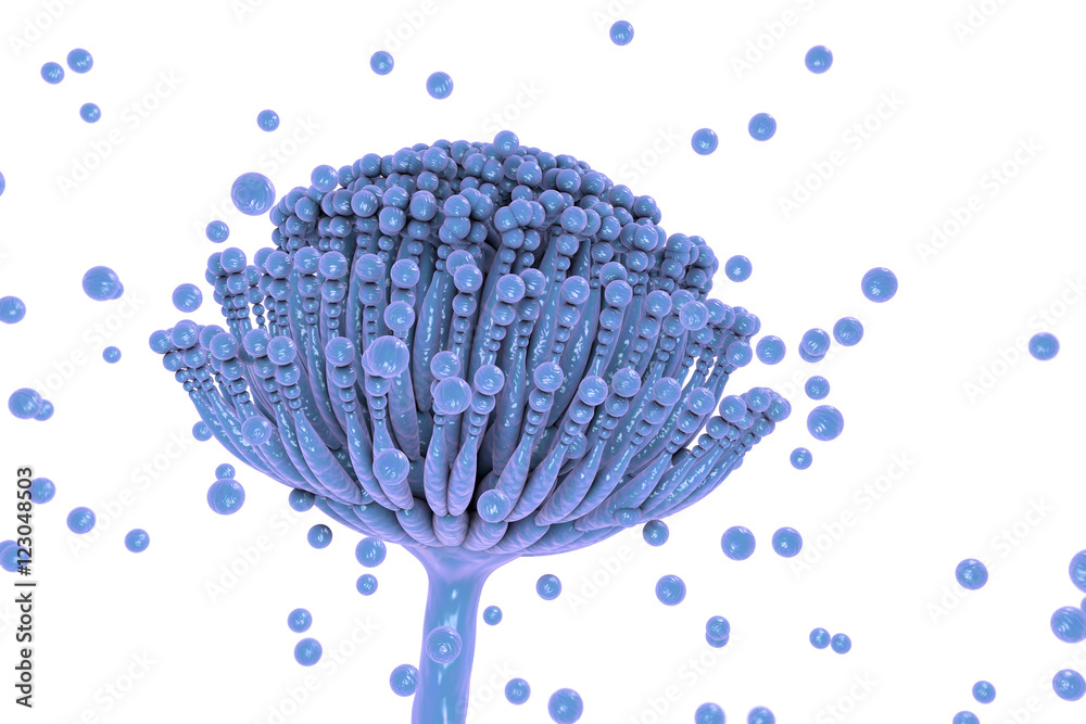 Poster Fungi Aspergillus, black mold which produce aflatoxins and cause pulmonary infection aspergillosis, 3D illustration