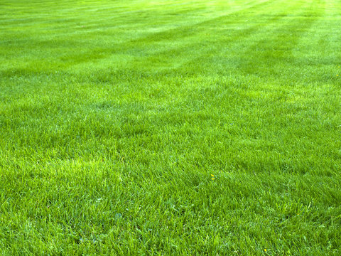 fresh spring green grass, green grass texture or background