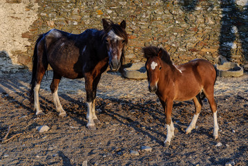 ponies in an orchard in Salorino, Caceres, in Extremadura, Spain