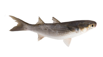 Striped mullet (Mugil cephalus) isolated on white background. Si