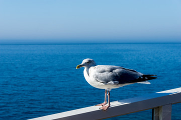 Herring Gull, Larus Argentus, perched against a blue sea and sky