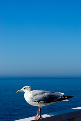 Herring Gull, Larus Argentus, perched against a blue sea and sky