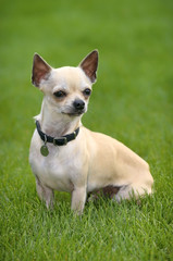 chihuahua dog play in field of grass