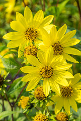 Helianthus microcephalus 'Lemon Queen'