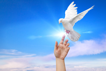 White Dove out of the hand on blue sky