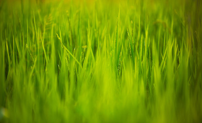 green rice close up with blur background