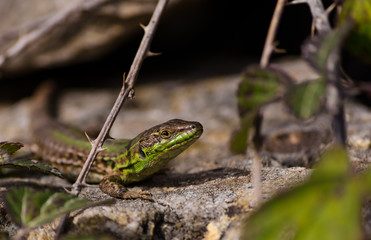 Green Lizard close up.