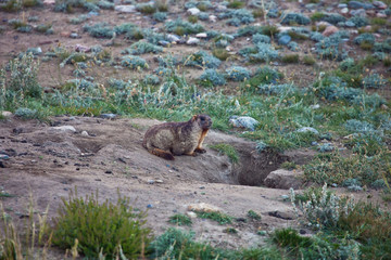 Grey marmots at the entrance to her hole
