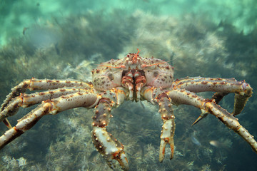 King crab close up