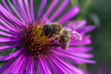 Macro Bee in flower with blurred background